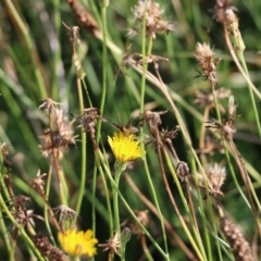 Taractrocera papyria at Wodonga, VIC - 20 Mar 2022