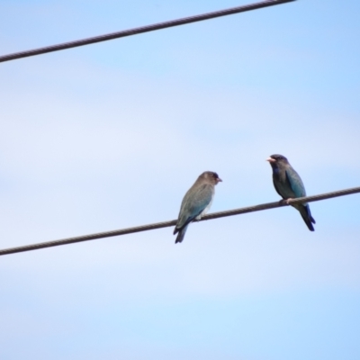 Eurystomus orientalis (Dollarbird) at Fyshwick, ACT - 9 Mar 2022 by Miranda