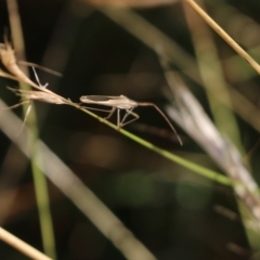 Mutusca brevicornis (A broad-headed bug) at Wodonga - 19 Mar 2022 by KylieWaldon