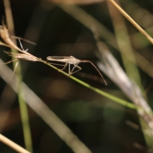 Mutusca brevicornis at Wodonga, VIC - 20 Mar 2022 08:59 AM