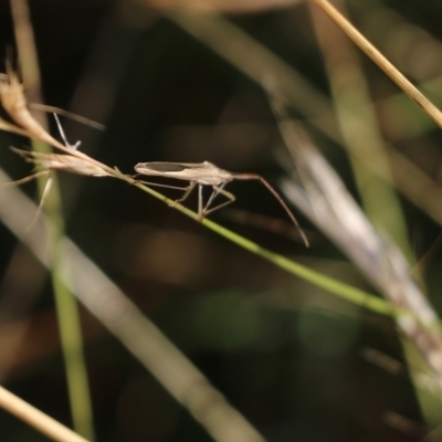 Mutusca brevicornis (A broad-headed bug) at Wodonga, VIC - 19 Mar 2022 by KylieWaldon
