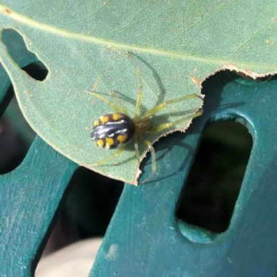 Deliochus sp. (genus) (A leaf curling spider) at Molonglo Valley, ACT - 16 Mar 2022 by AndyRussell