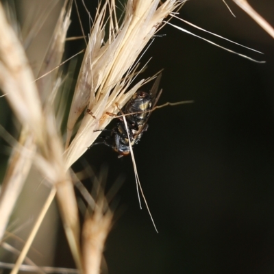 Unidentified True fly (Diptera) at Wodonga - 19 Mar 2022 by KylieWaldon