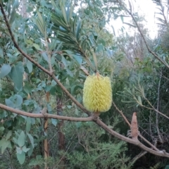 Banksia marginata (Silver Banksia) at Tidbinbilla Nature Reserve - 4 Jul 2021 by JimL