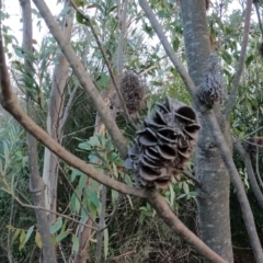 Banksia marginata at Paddys River, ACT - 4 Jul 2021