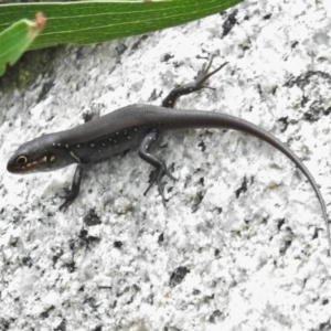 Liopholis whitii at Paddys River, ACT - 20 Mar 2022