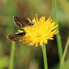 Taractrocera papyria (White-banded Grass-dart) at Wodonga - 19 Mar 2022 by KylieWaldon