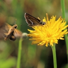 Taractrocera papyria at Wodonga, VIC - 20 Mar 2022