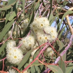 Eucalyptus nortonii (Mealy Bundy) at Mount Taylor - 20 Mar 2022 by MatthewFrawley