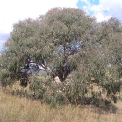 Eucalyptus nortonii at Mount Taylor - 20 Mar 2022