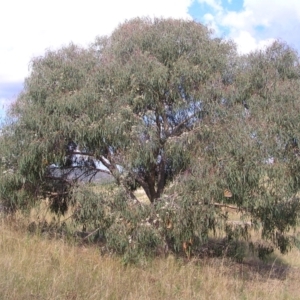 Eucalyptus nortonii at Torrens, ACT - 20 Mar 2022
