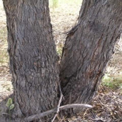 Eucalyptus nortonii at Mount Taylor - 20 Mar 2022