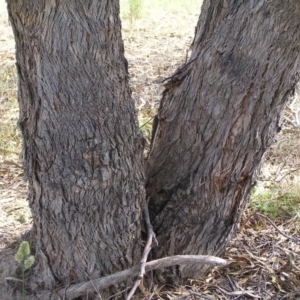 Eucalyptus nortonii at Mount Taylor - 20 Mar 2022