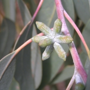 Eucalyptus nortonii at Mount Taylor - 20 Mar 2022