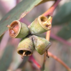 Eucalyptus nortonii at Mount Taylor - 20 Mar 2022