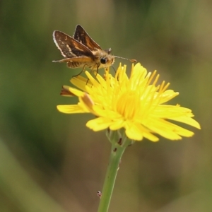 Taractrocera papyria at Wodonga, VIC - 20 Mar 2022 09:00 AM