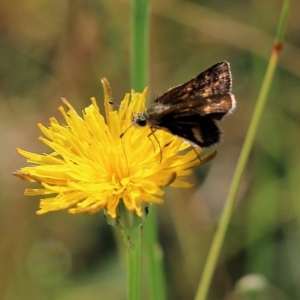 Taractrocera papyria at Wodonga, VIC - 20 Mar 2022