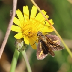 Taractrocera papyria at Wodonga, VIC - 20 Mar 2022