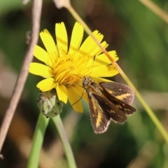 Taractrocera papyria at Wodonga, VIC - 20 Mar 2022 09:00 AM