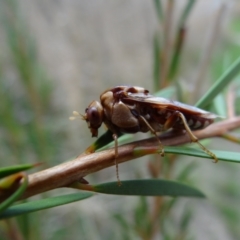 Pergagrapta polita (Sawfly) at Fyshwick, ACT - 9 Mar 2022 by Miranda