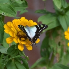 Graphium macleayanum (Macleay's Swallowtail) at QPRC LGA - 27 Feb 2022 by natureguy