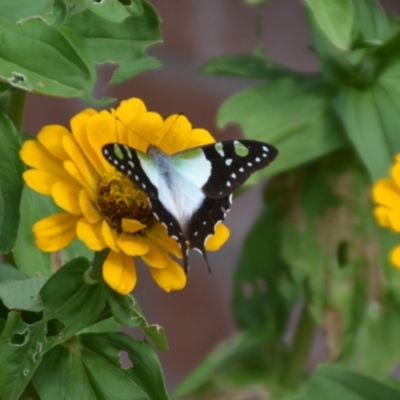 Graphium macleayanum (Macleay's Swallowtail) at Wamboin, NSW - 27 Feb 2022 by natureguy