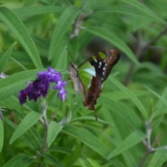 Graphium macleayanum at Wamboin, NSW - 27 Feb 2022