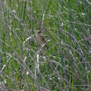 Cisticola exilis at Fyshwick, ACT - 9 Mar 2022