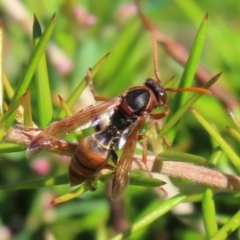 Polistes (Polistella) humilis (Common Paper Wasp) at Upper Stranger Pond - 20 Mar 2022 by RodDeb