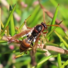 Polistes (Polistella) humilis (Common Paper Wasp) at Isabella Plains, ACT - 20 Mar 2022 by RodDeb