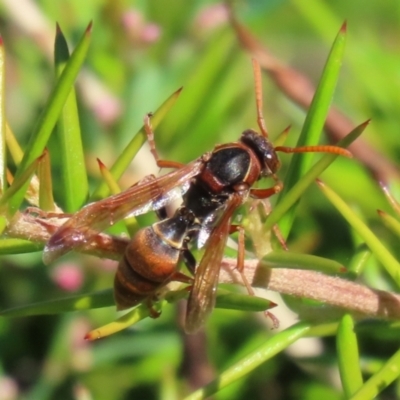 Polistes (Polistella) humilis (Common Paper Wasp) at Upper Stranger Pond - 20 Mar 2022 by RodDeb