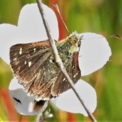 Atkinsia dominula (Two-brand grass-skipper) at Gibraltar Pines - 20 Mar 2022 by JohnBundock