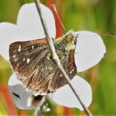 Atkinsia dominula (Two-brand grass-skipper) at Gibraltar Pines - 20 Mar 2022 by JohnBundock