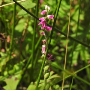 Spiranthes australis at Paddys River, ACT - suppressed