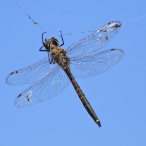 Hemicordulia tau at Upper Stranger Pond - 20 Mar 2022 12:37 PM