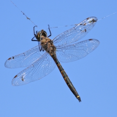 Hemicordulia tau (Tau Emerald) at Upper Stranger Pond - 20 Mar 2022 by RodDeb