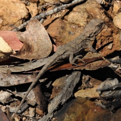 Rankinia diemensis (Mountain Dragon) at Namadgi National Park - 19 Mar 2022 by JohnBundock