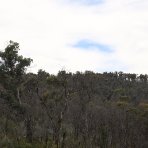 Aquila audax at Mount Clear, ACT - 24 Jan 2022