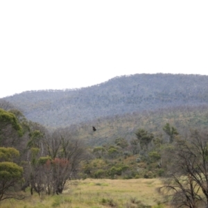 Aquila audax at Mount Clear, ACT - 24 Jan 2022