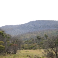 Aquila audax at Mount Clear, ACT - 24 Jan 2022