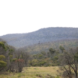 Aquila audax at Mount Clear, ACT - 24 Jan 2022