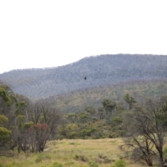 Aquila audax at Mount Clear, ACT - 24 Jan 2022