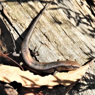 Pseudemoia entrecasteauxii (Woodland Tussock-skink) at Cotter River, ACT - 19 Mar 2022 by JohnBundock