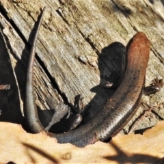 Pseudemoia entrecasteauxii at Cotter River, ACT - 20 Mar 2022 10:21 AM