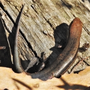 Pseudemoia entrecasteauxii at Cotter River, ACT - 20 Mar 2022 10:21 AM