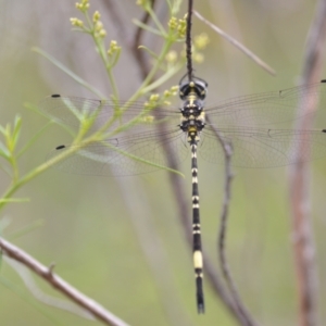 Parasynthemis regina at Wamboin, NSW - 10 Jan 2022 02:49 PM