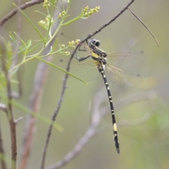 Parasynthemis regina at Wamboin, NSW - 10 Jan 2022