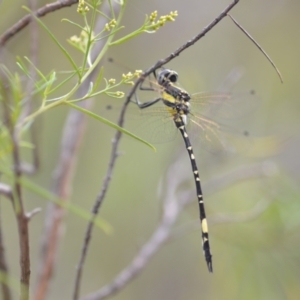 Parasynthemis regina at Wamboin, NSW - 10 Jan 2022 02:49 PM