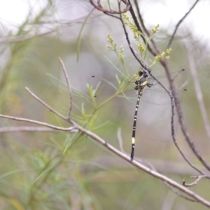 Parasynthemis regina at Wamboin, NSW - 10 Jan 2022 02:49 PM