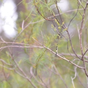 Parasynthemis regina at Wamboin, NSW - 10 Jan 2022 02:49 PM